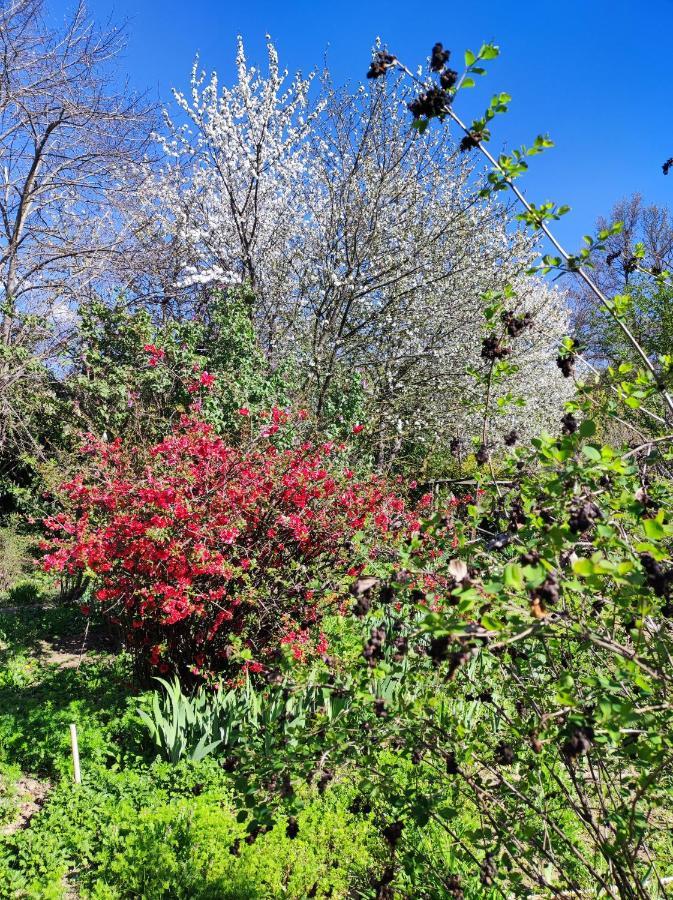 Il Giardino Del Gallo Cherasco Exteriér fotografie