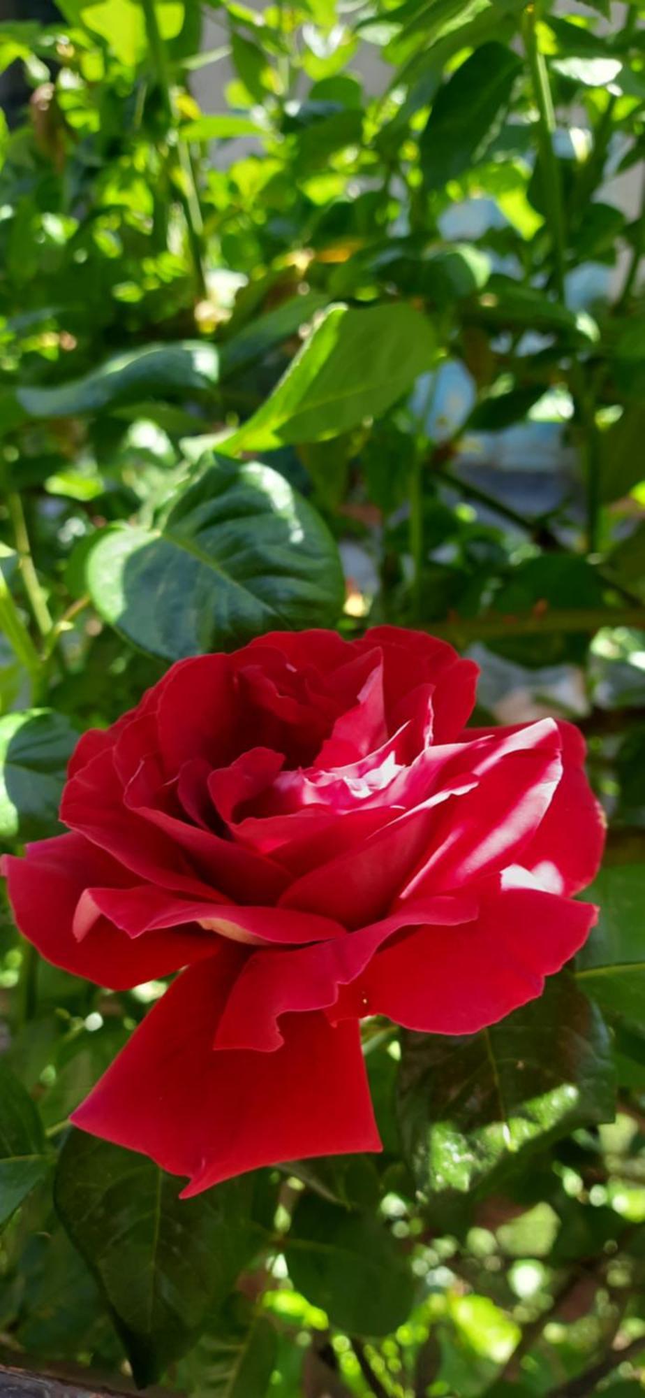Il Giardino Del Gallo Cherasco Exteriér fotografie