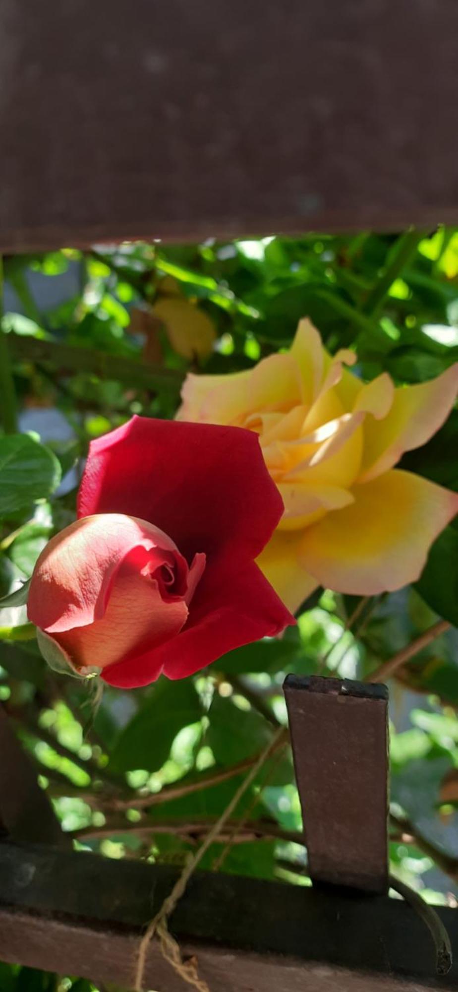 Il Giardino Del Gallo Cherasco Exteriér fotografie
