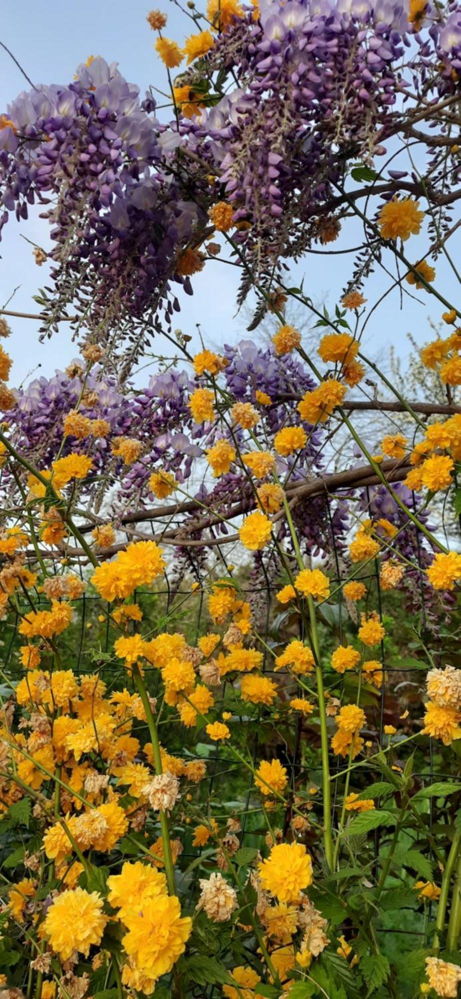 Il Giardino Del Gallo Cherasco Exteriér fotografie