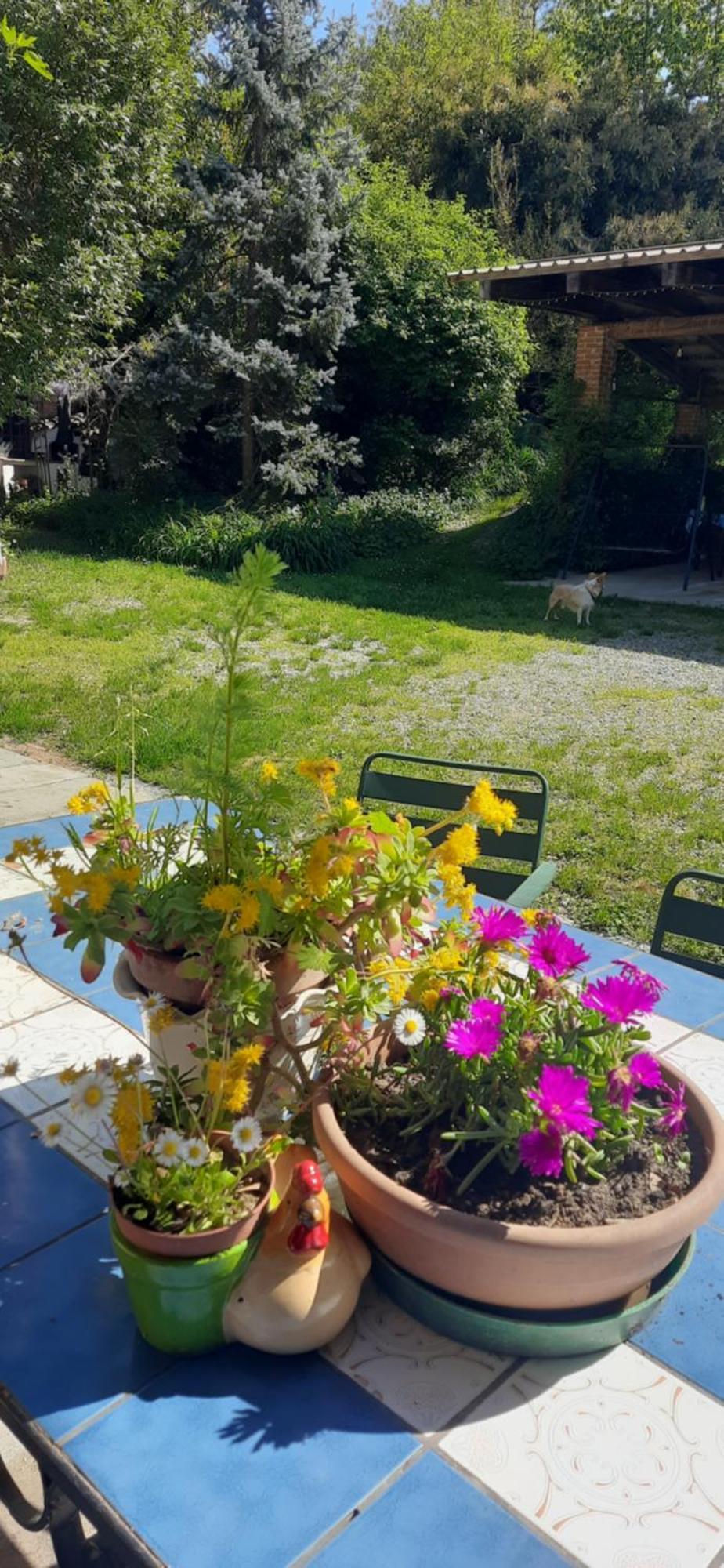 Il Giardino Del Gallo Cherasco Exteriér fotografie