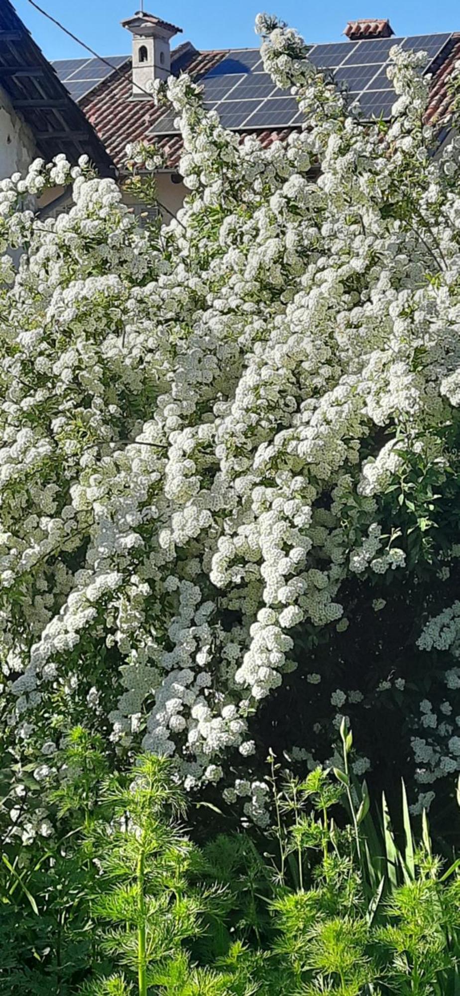 Il Giardino Del Gallo Cherasco Exteriér fotografie