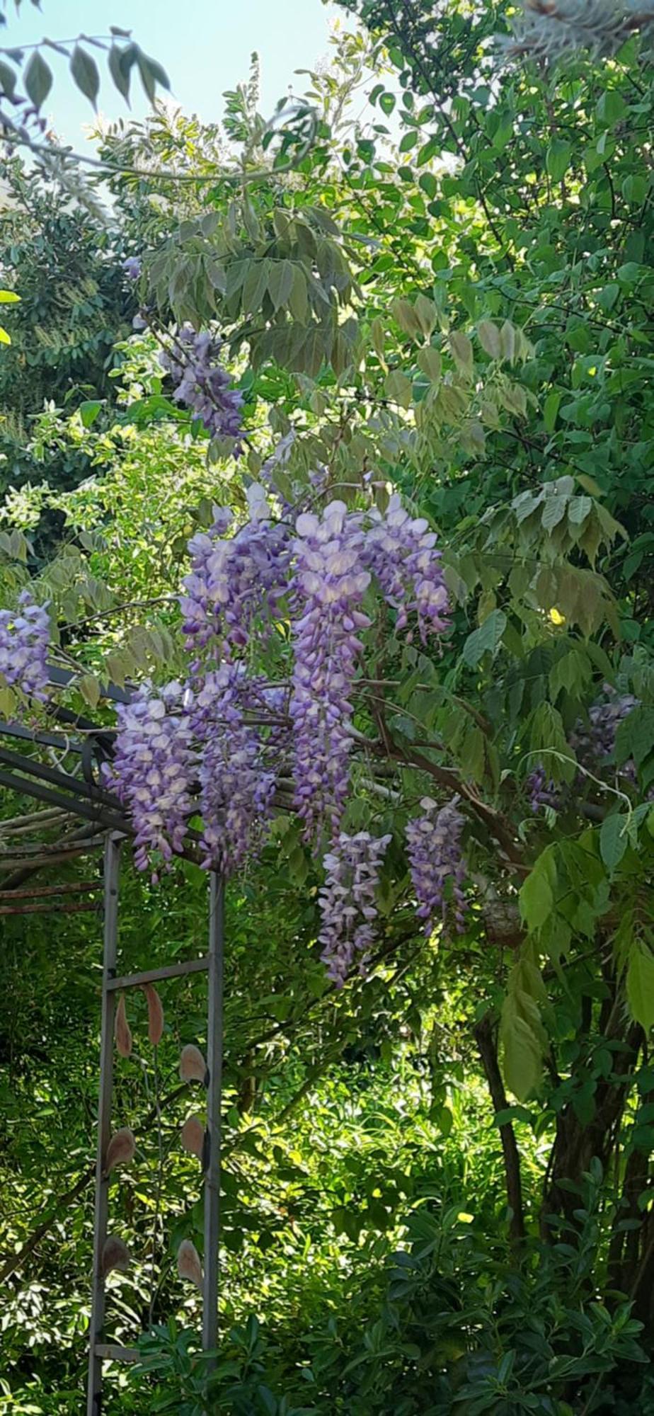 Il Giardino Del Gallo Cherasco Exteriér fotografie