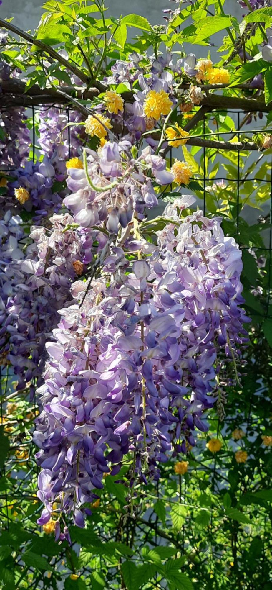 Il Giardino Del Gallo Cherasco Exteriér fotografie