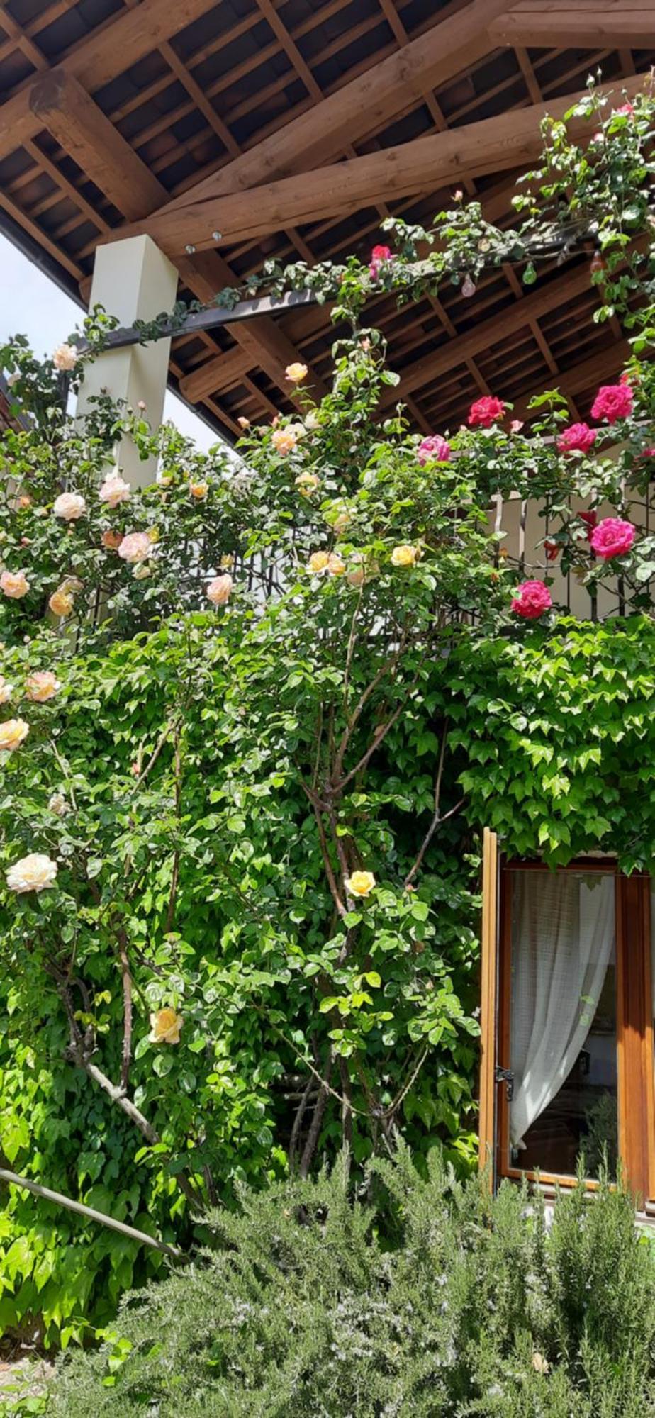 Il Giardino Del Gallo Cherasco Exteriér fotografie